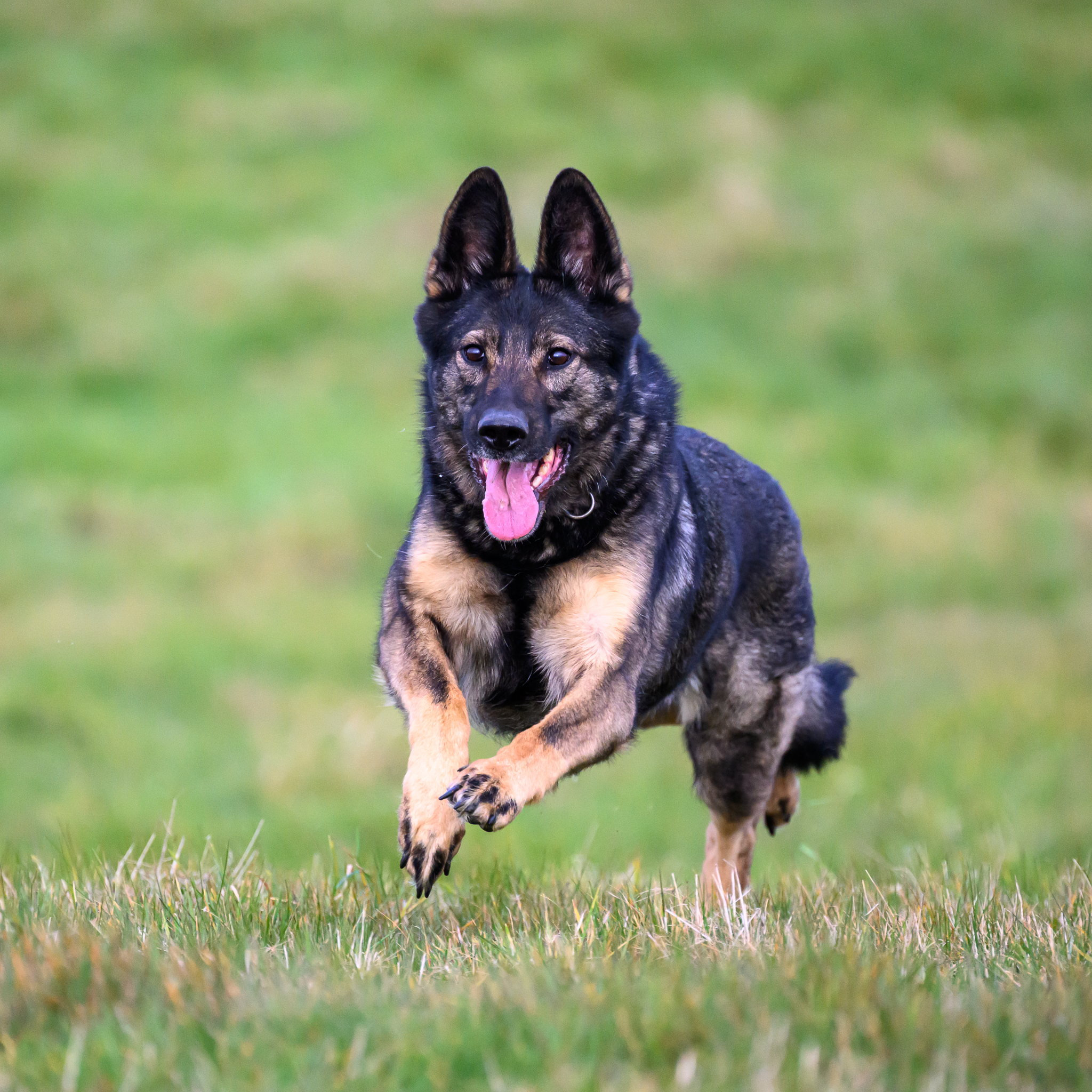 Dog running joyfully in grass